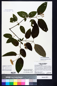 Cornus asperifolia image