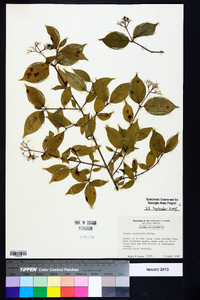 Cornus asperifolia image