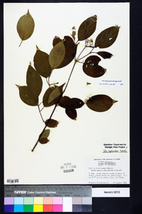 Cornus drummondii image