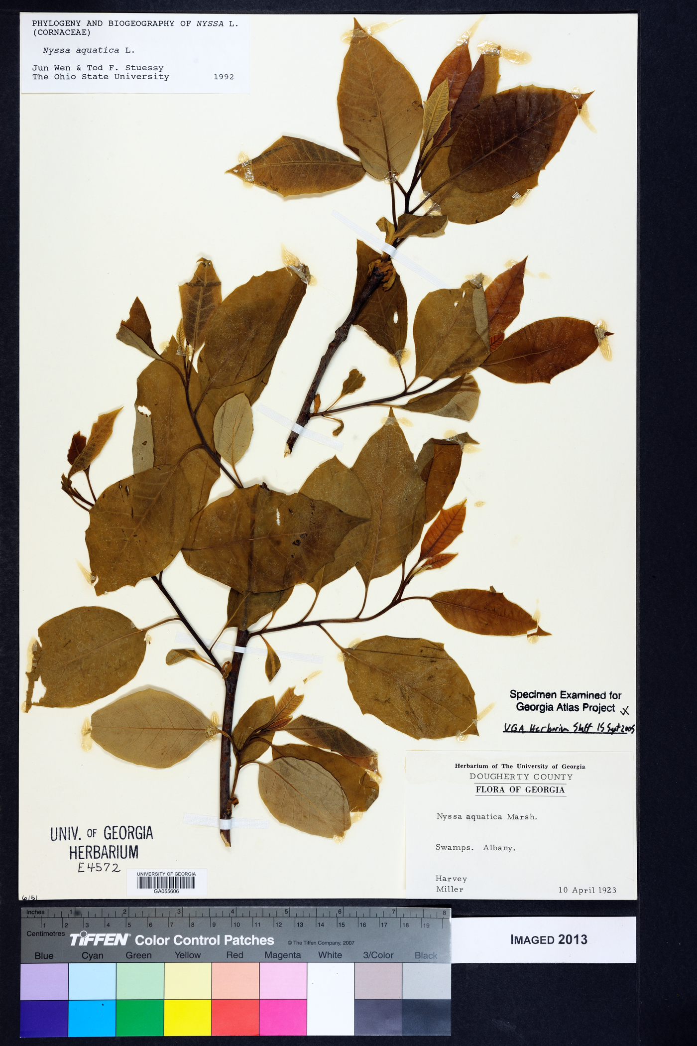 Nyssa aquatica image