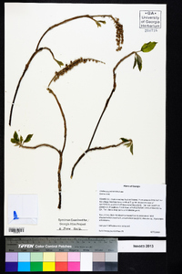 Clethra acuminata image