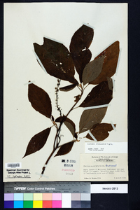 Clethra acuminata image