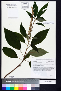 Clethra acuminata image