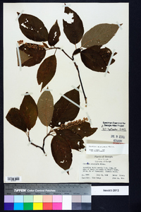 Clethra acuminata image