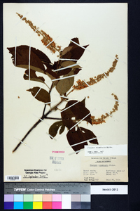 Clethra acuminata image