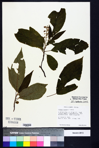 Clethra acuminata image