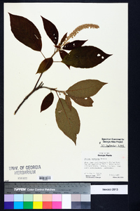 Clethra acuminata image