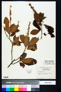 Clethra alnifolia image