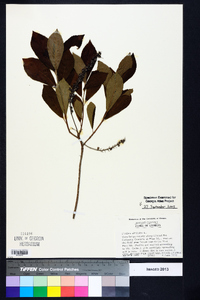 Clethra alnifolia image