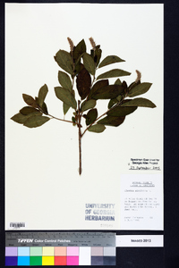 Clethra alnifolia image