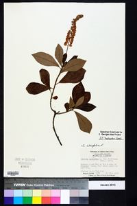 Clethra alnifolia image