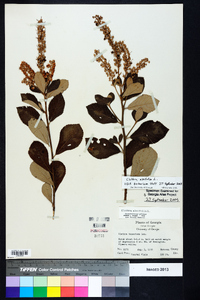 Clethra alnifolia image