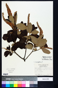 Clethra alnifolia image