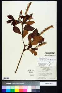 Clethra alnifolia image