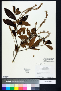 Clethra alnifolia image