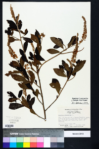 Clethra alnifolia image