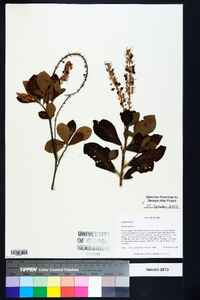 Clethra alnifolia image