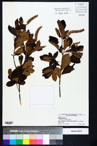 Clethra alnifolia image