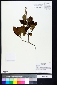 Clethra alnifolia image