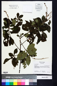 Clethra alnifolia image