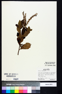 Clethra alnifolia image