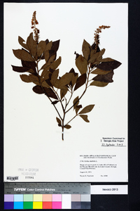 Clethra alnifolia image