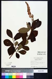 Clethra alnifolia image