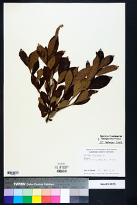 Clethra alnifolia image