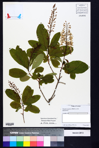 Elliottia racemosa image