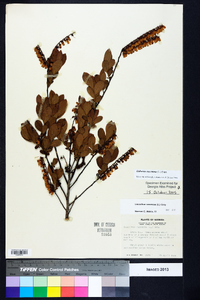 Eubotrys racemosa image