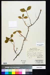 Gaultheria procumbens image