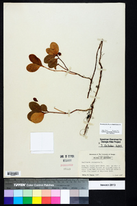 Gaultheria procumbens image