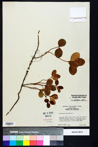 Gaultheria procumbens image