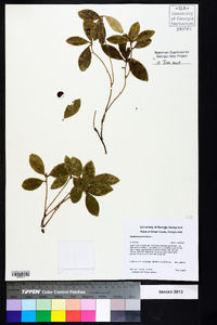 Gaultheria procumbens image