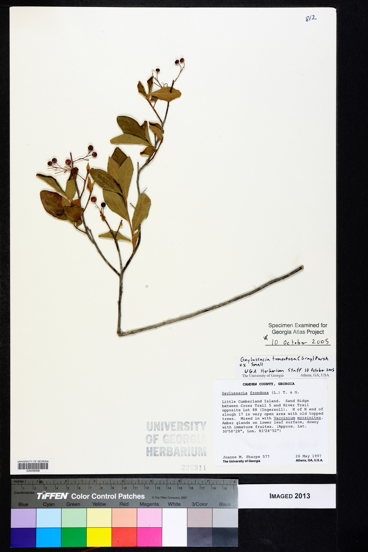 Gaylussacia tomentosa image