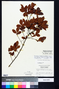 Gaylussacia tomentosa image