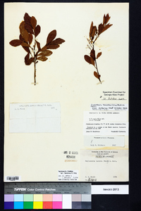 Gaylussacia tomentosa image