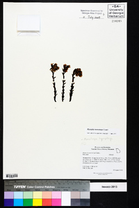 Hypopitys monotropa image