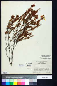 Kalmia hirsuta image