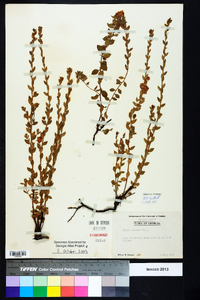 Kalmia hirsuta image