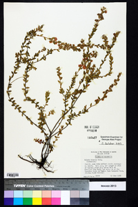 Kalmia hirsuta image