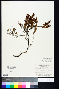 Kalmia hirsuta image