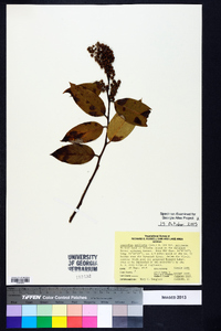 Leucothoe axillaris image