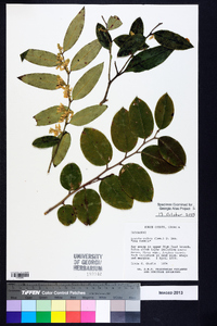 Leucothoe axillaris image