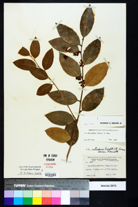 Leucothoe axillaris image