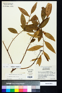 Leucothoe axillaris image