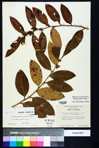Leucothoe axillaris image