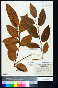 Leucothoe axillaris image