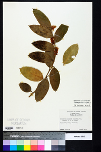 Leucothoe axillaris image