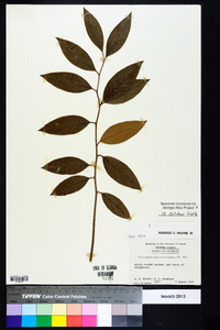 Leucothoe axillaris image